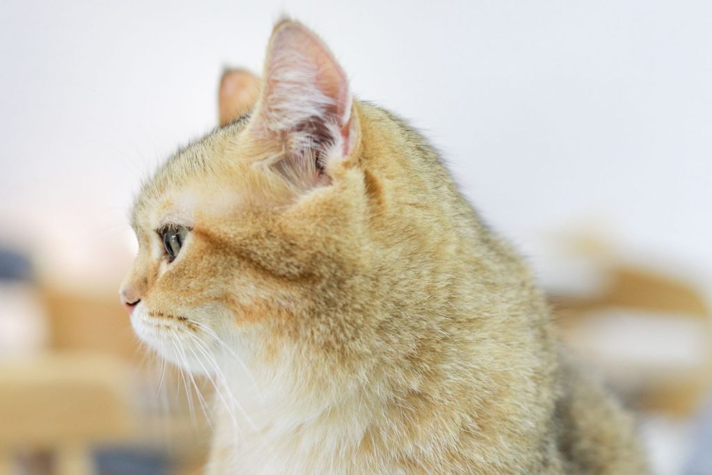 Adorable close-up of a furry, domesticated cat in profile view.