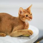 Close-up of an Abyssinian cat resting on a marble table, showcasing its sleek fur and alert posture.