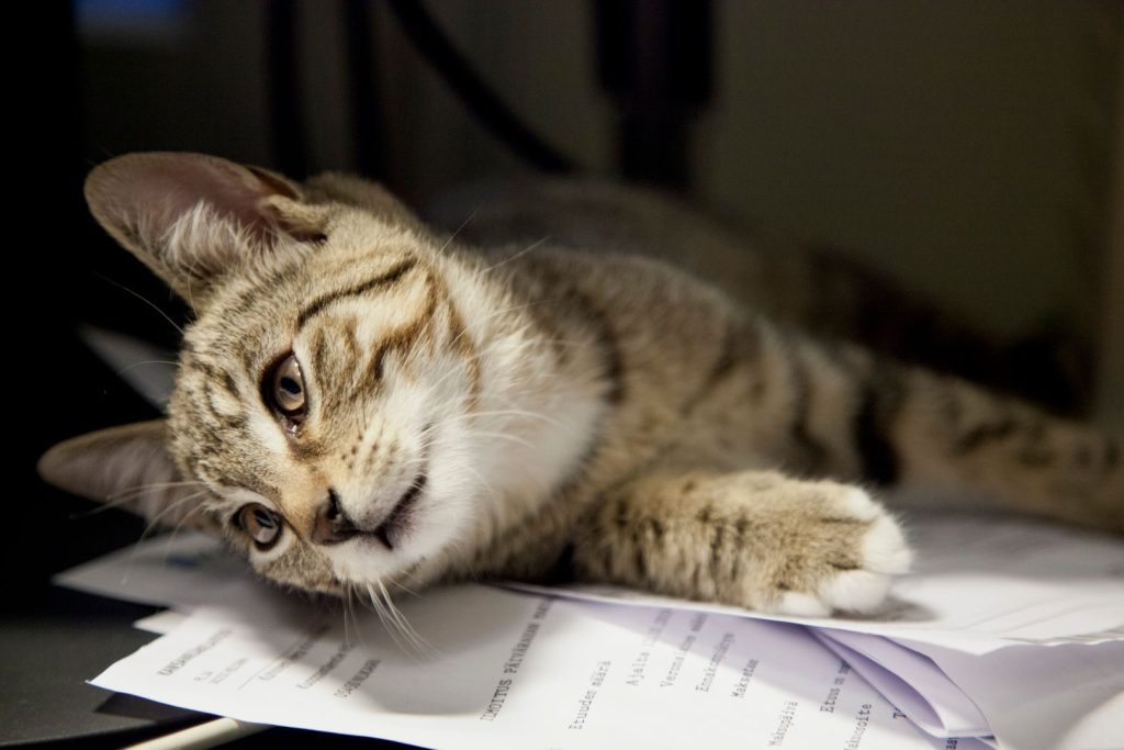 Close-up of a tabby cat resting on papers, exuding a calm and relaxed vibe.