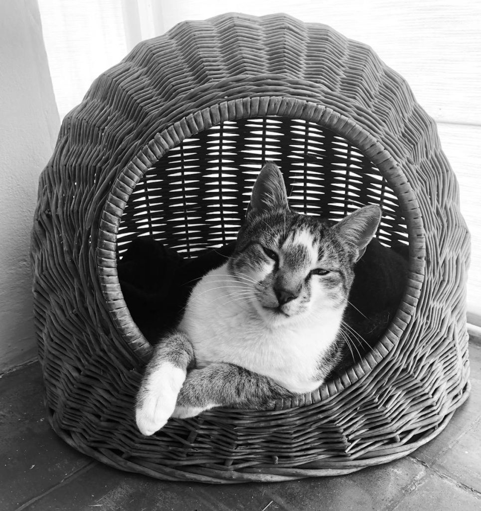 A content cat lounging in a cozy woven basket, showcasing tranquility.