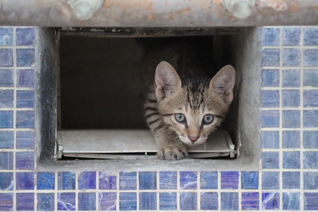 A curious tabby kitten peeks out from a tiled enclosure, capturing a moment of playfulness and cuteness.