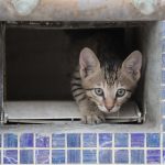 A curious tabby kitten peeks out from a tiled enclosure, capturing a moment of playfulness and cuteness.