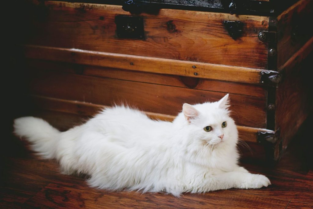 A fluffy white cat lounges by a vintage wooden chest indoors.