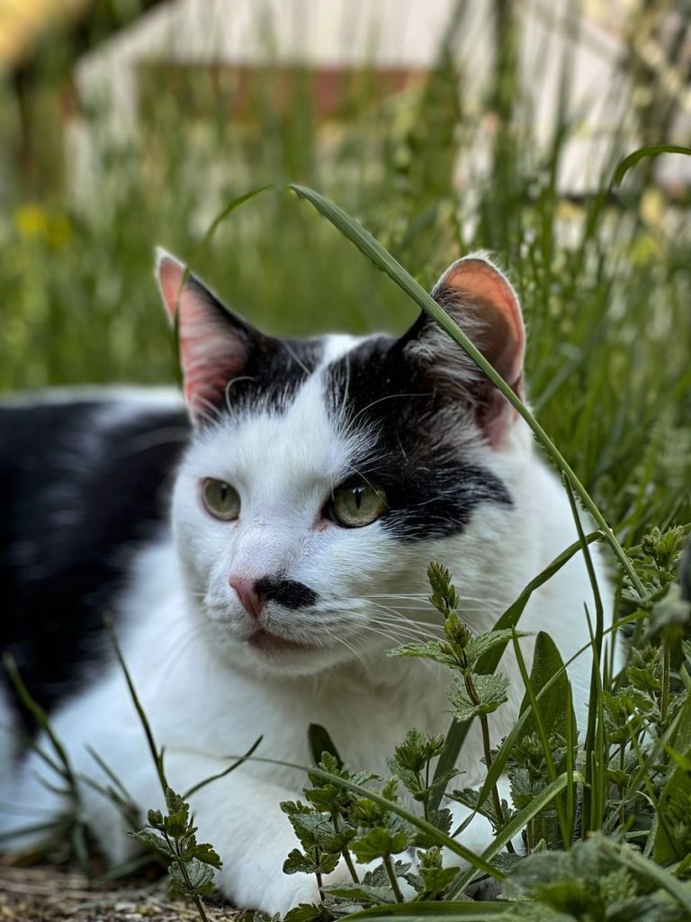 Close-up of a white and black cat lying in lush green grass outdoors, showcasing its calm demeanor.