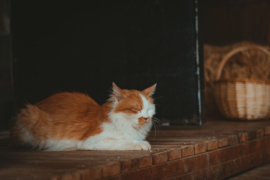 A cute fluffy cat with closed eyes peacefully sleeping on wooden floor indoors.