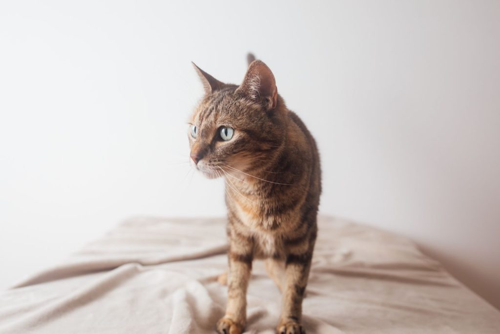 A detailed photo of a domestic tabby cat standing indoors, highlighting its whiskers and fur pattern.