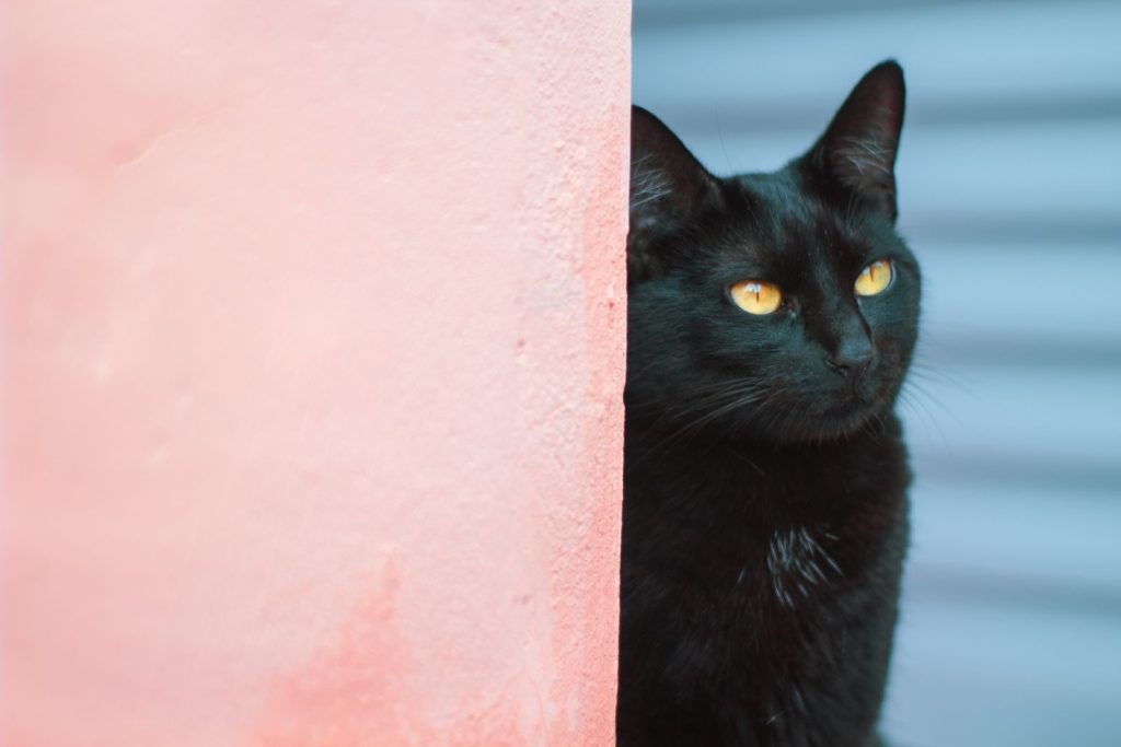 Close-up of a black cat with yellow eyes peering from behind a pink wall.