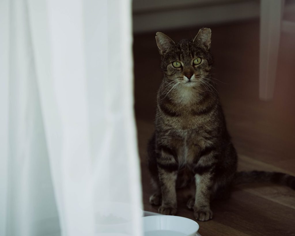 A tabby cat sitting on a wooden floor beside white curtains, looking inquisitive.