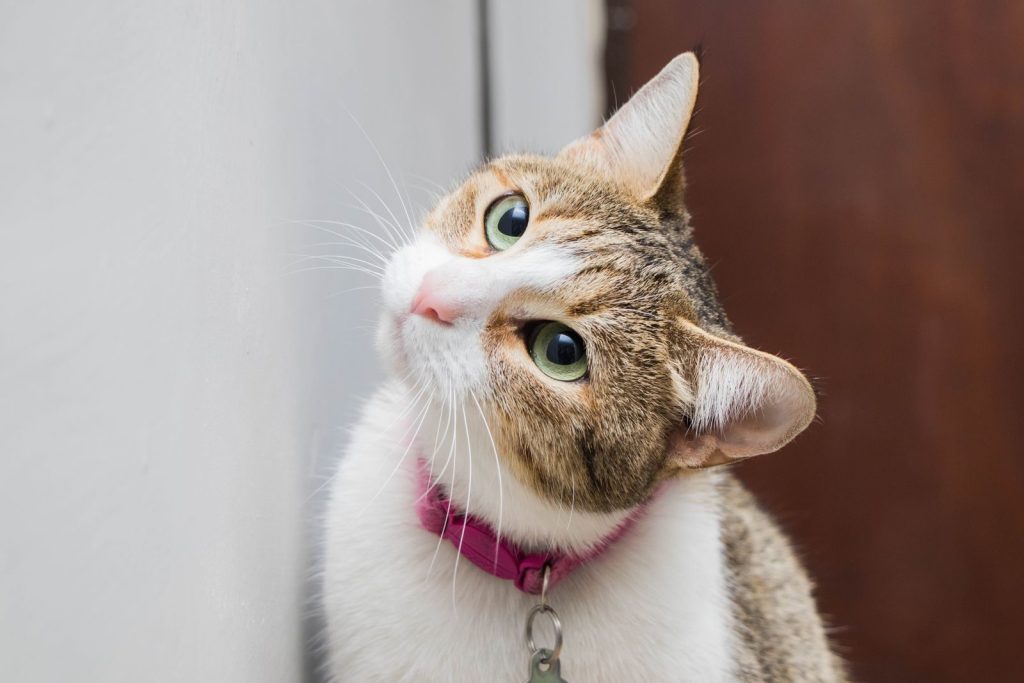 Close-up of a cute cat with pink collar, tilting its head indoors.