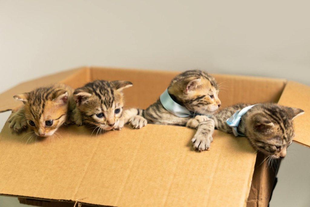 Four cute Bengal kittens with ribbons in a cardboard box, playful and adorable.
