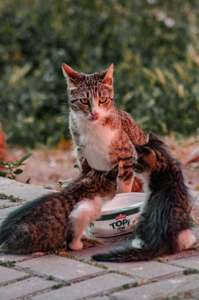 Tabby cat with two kittens eat from a bowl on a sidewalk outdoors.