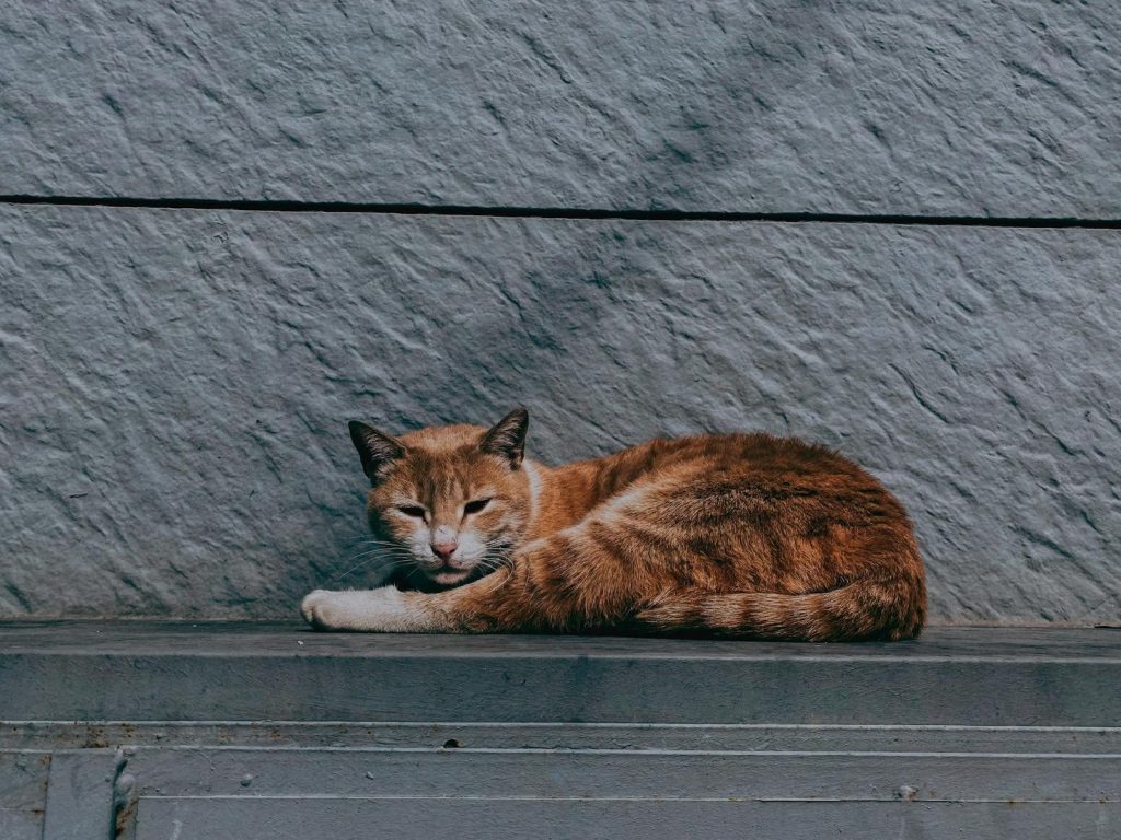 A ginger cat peacefully lying against a textured stone wall outdoors.