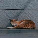 A ginger cat peacefully lying against a textured stone wall outdoors.