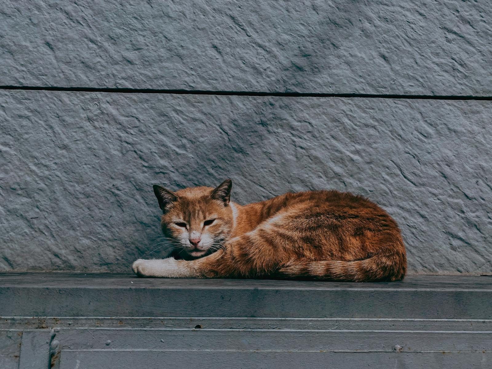 A ginger cat peacefully lying against a textured stone wall outdoors.