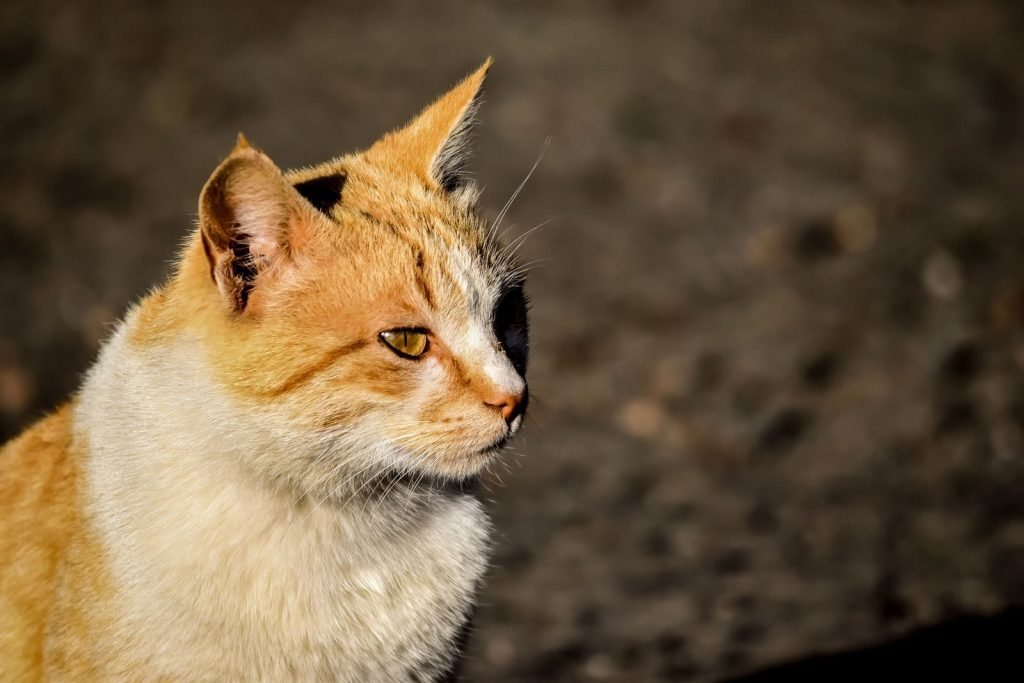 Captivating close-up portrait of a fluffy ginger cat basking in sunlight, showcasing its striking profile.