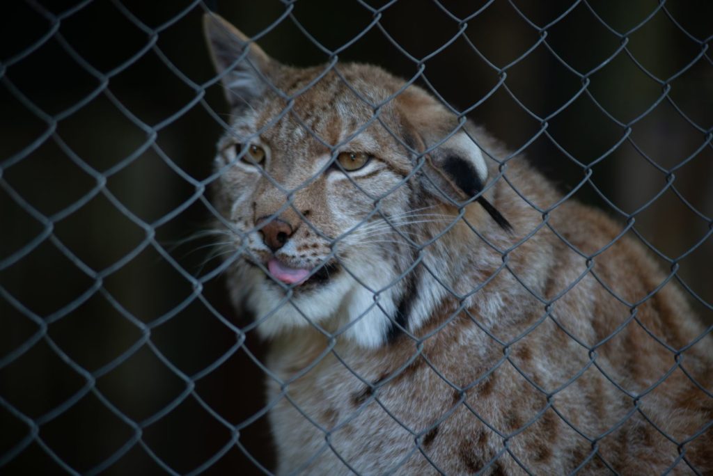 Close-up of a Eurasian lynx behind a fence at a zoo, displaying its majestic fur and alert eyes.