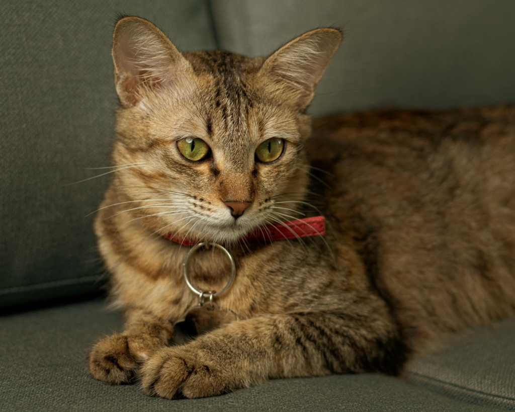 A close-up image of a tabby cat with a red collar lying on a couch, exuding comfort.