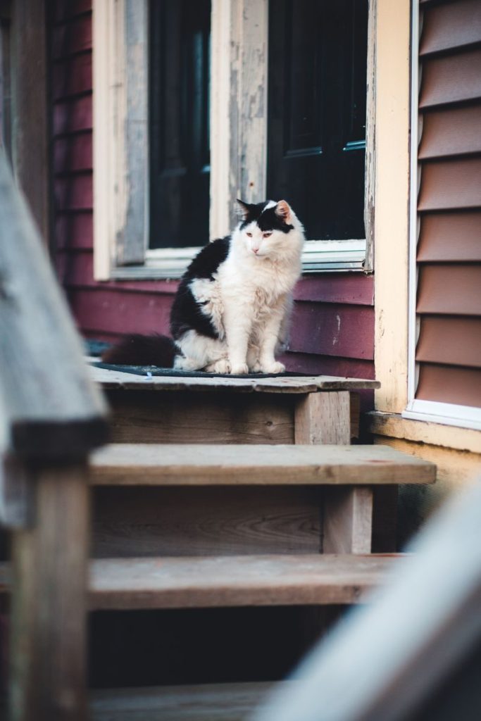 Adorable calico cat sitting peacefully on wooden porch steps of a rustic house.