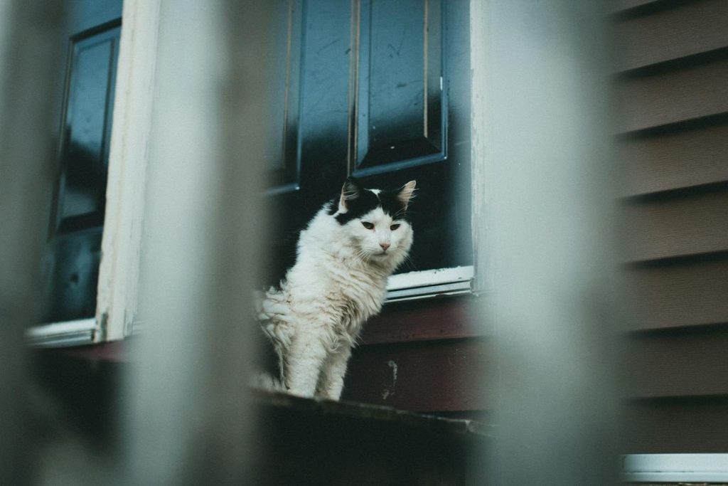 Cozy black and white cat resting on a window sill, captured outdoors.