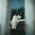 Cozy black and white cat resting on a window sill, captured outdoors.