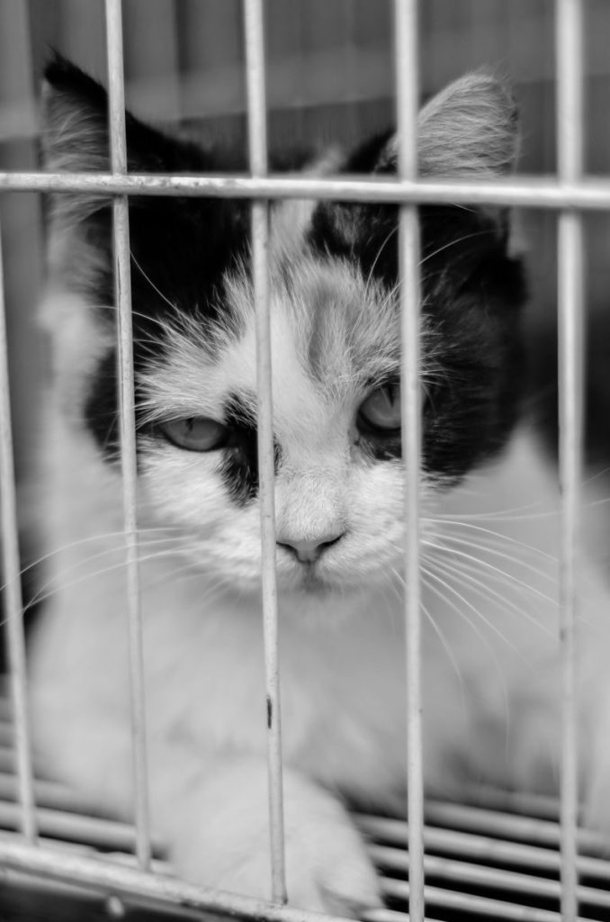 Black and white photo of a cat behind bars, conveying emotions and confinement.