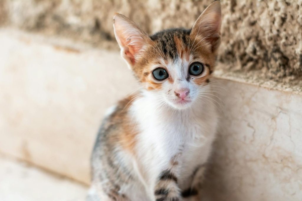 A cute kitten with big eyes and a curious expression sitting indoors.
