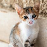 A cute kitten with big eyes and a curious expression sitting indoors.