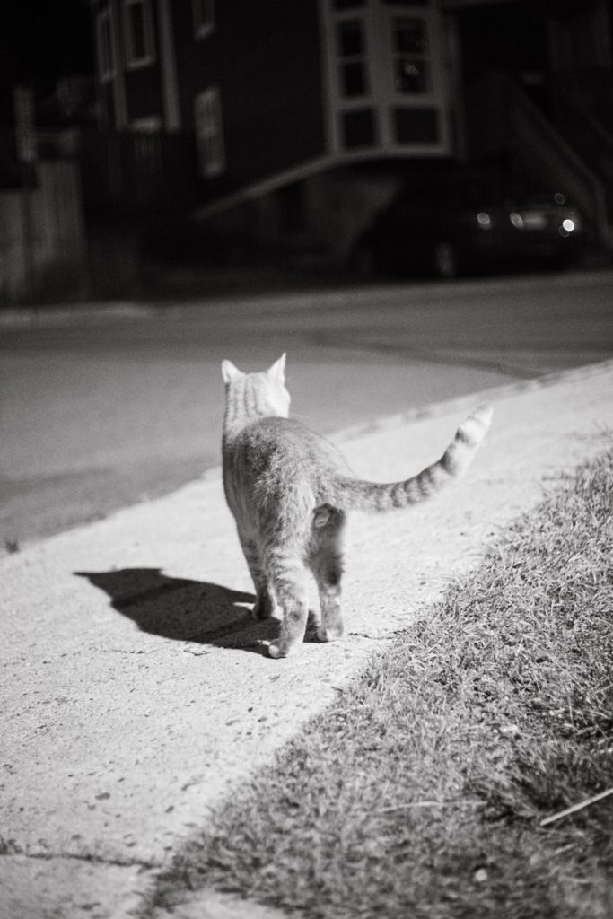 A lone cat walks down a sidewalk at night, captured in a monochrome image with shadow cast.