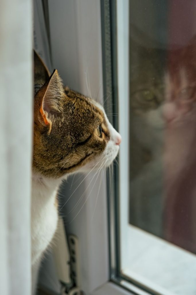 A contemplative cat looks out a window, capturing its reflection.