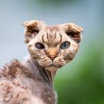 Close-up portrait of an Oregon Rex cat with distinct curly fur and captivating eyes, set against a blurred green background.
