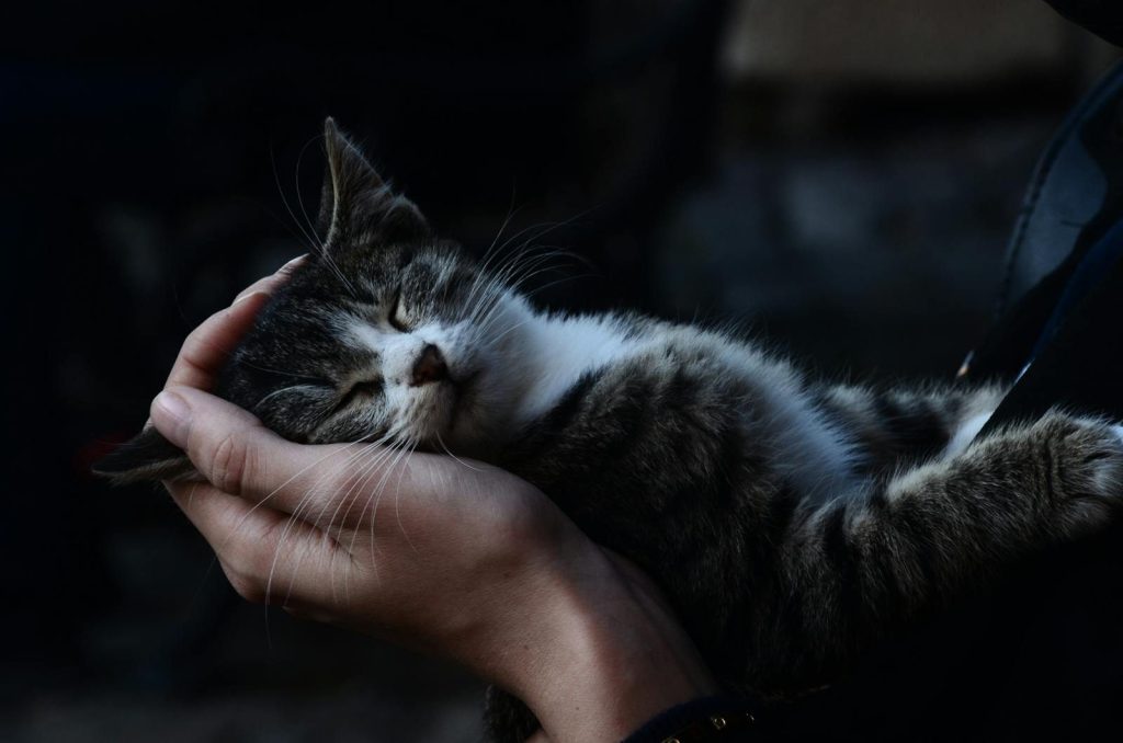 Close-up of a cute tabby cat sleeping peacefully in human hands, outdoors in İstanbul.