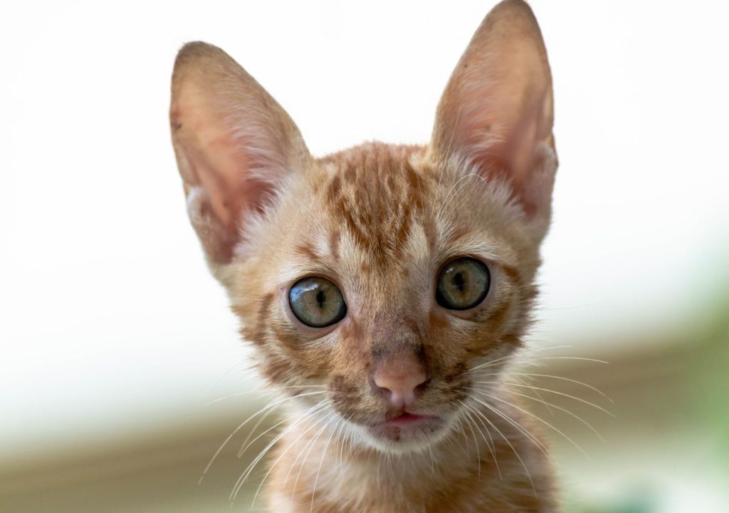 Adorable ginger tabby kitten with big eyes, perfect for pet lovers.