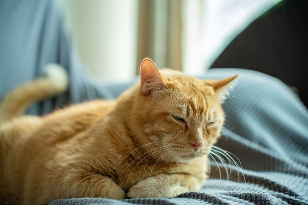 Close-up of an orange tabby cat lounging comfortably on a gray blanket indoors.
