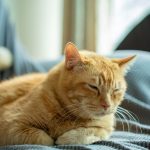 Close-up of an orange tabby cat lounging comfortably on a gray blanket indoors.