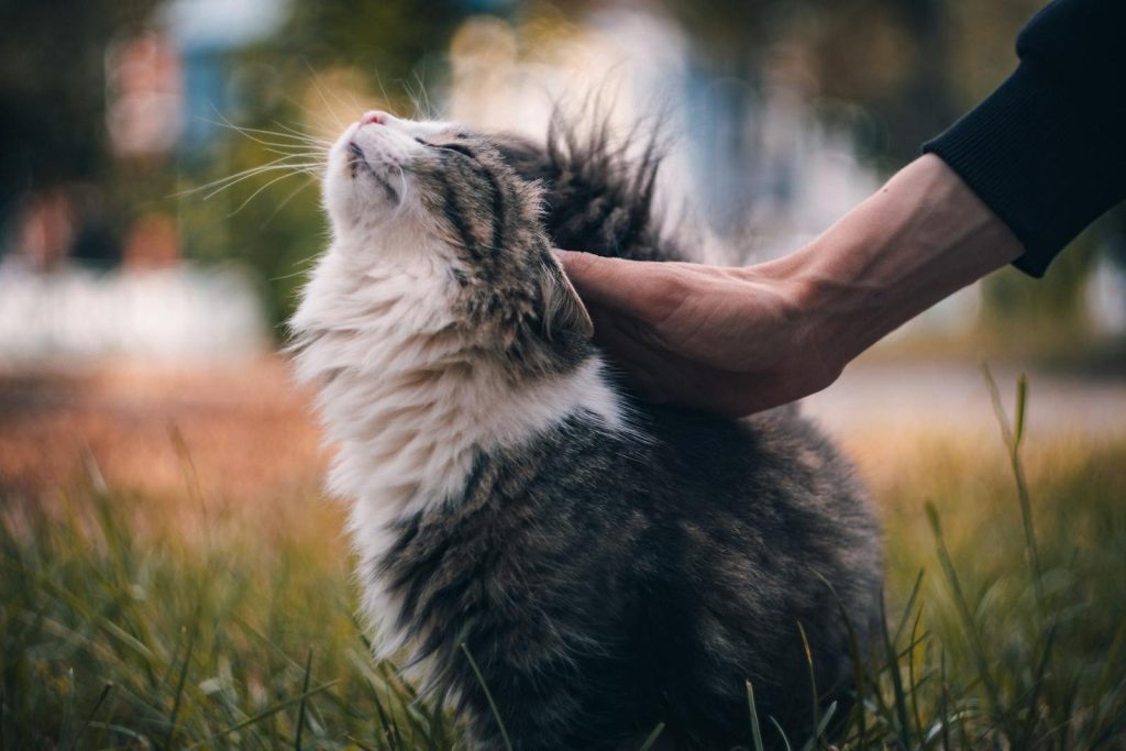 A fluffy cat being lovingly petted outdoors, showcasing the joy of pet companionship.