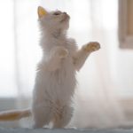 Adorable fluffy white kitten playfully standing on hind legs indoors.
