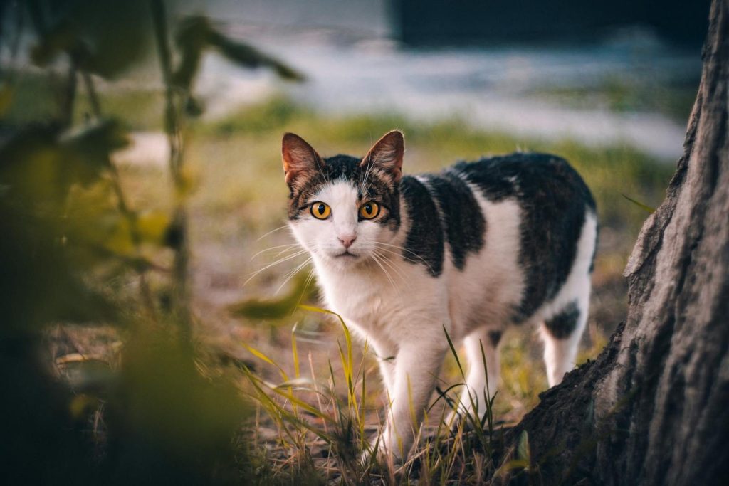 A close-up of a domestic cat with striking yellow eyes exploring an outdoor setting.
