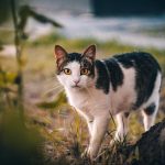 A close-up of a domestic cat with striking yellow eyes exploring an outdoor setting.