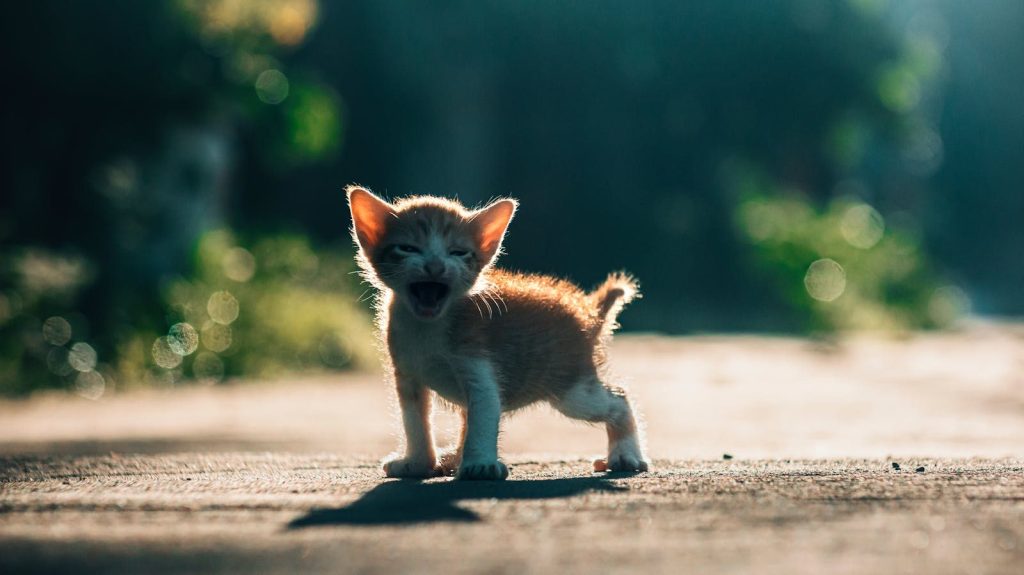A charming orange kitten meows in warm sunlight on a sunny day.