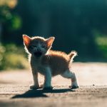 A charming orange kitten meows in warm sunlight on a sunny day.
