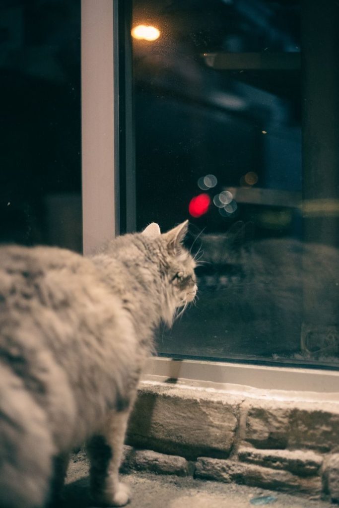 A fluffy cat looks through a window, capturing the serene night scene outside.