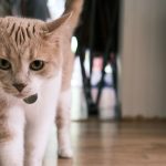 A close-up portrait of a curious tabby cat indoors, featuring a blurred background.