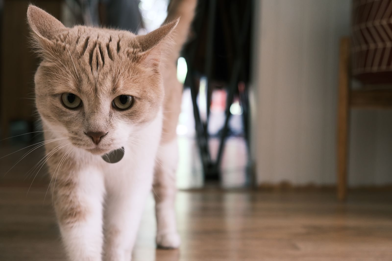 A close-up portrait of a curious tabby cat indoors, featuring a blurred background.