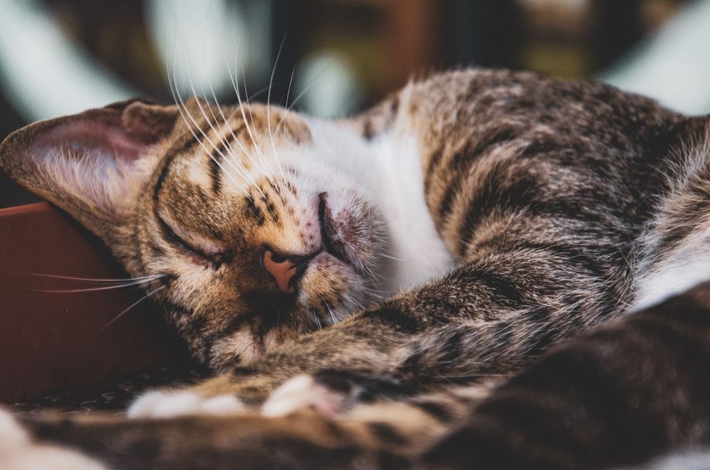Close-up of a tabby cat sleeping peacefully on a cushion indoors.