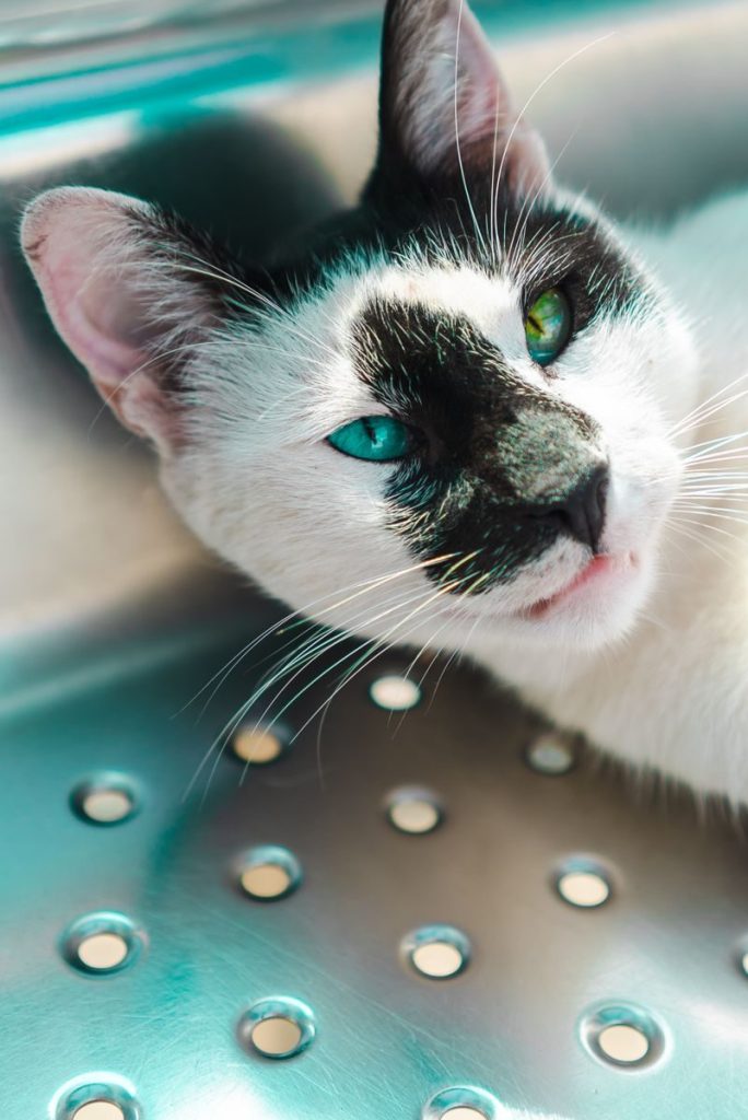 A striking cat with heterochromia relaxes in a metal sink, bright light enhances its vibrant eyes.