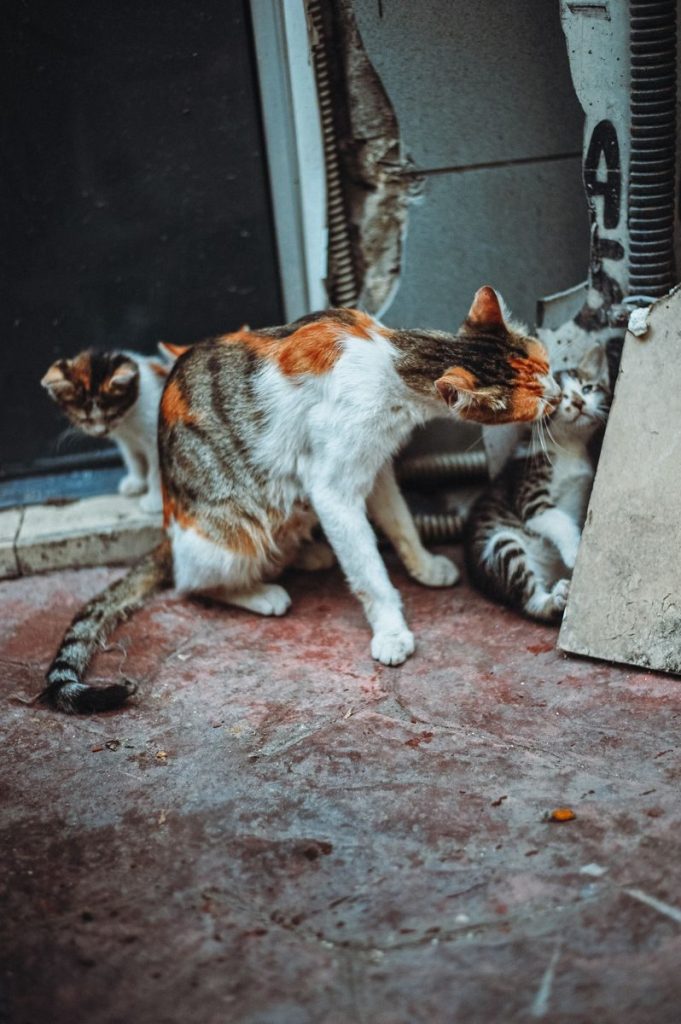 A calico cat tends to her kittens on a textured floor, offering a glimpse into nurturing feline behavior.