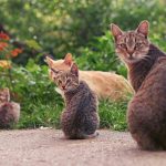A delightful scene of multiple tabby cats sitting together on a garden pathway.