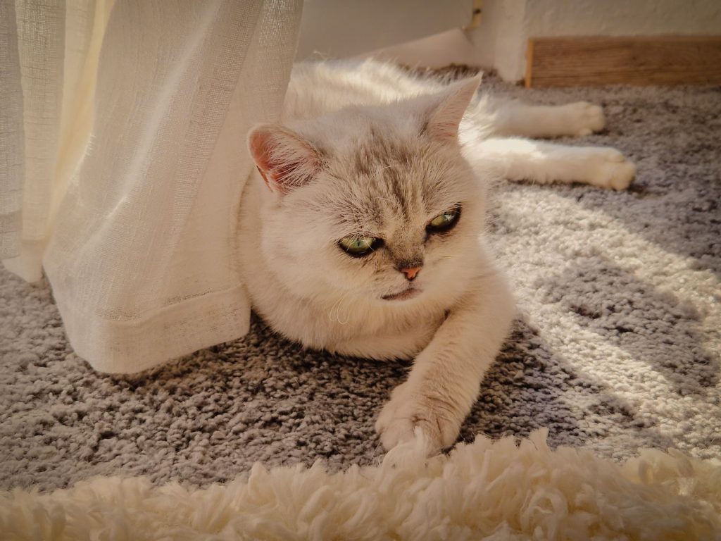 A peaceful British Shorthair cat lounging on a sunlit rug indoors.