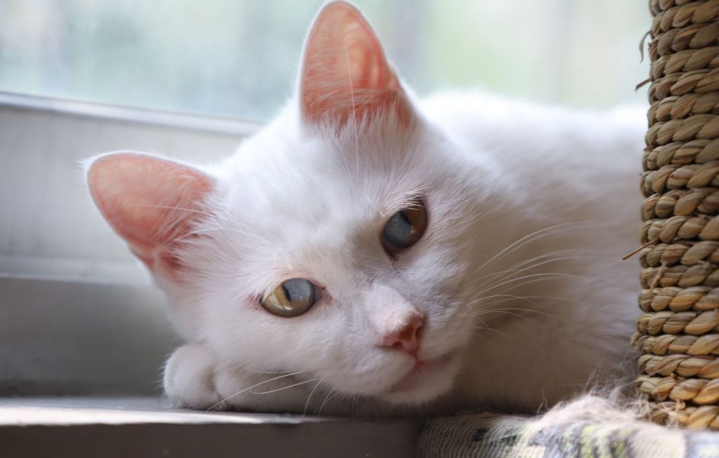 Adorable white cat lounging by a window in soft natural light.