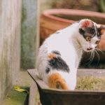Calico cat exploring outside, showcasing its beautiful markings in a natural setting.